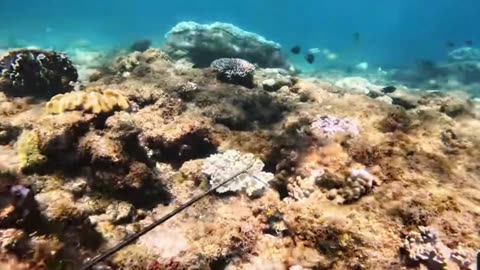 Fishing for Massive Lobsters on a Secluded Island – Survival Food Challenge