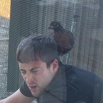 Pet Chicken became DINNER