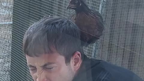 Pet Chicken became DINNER