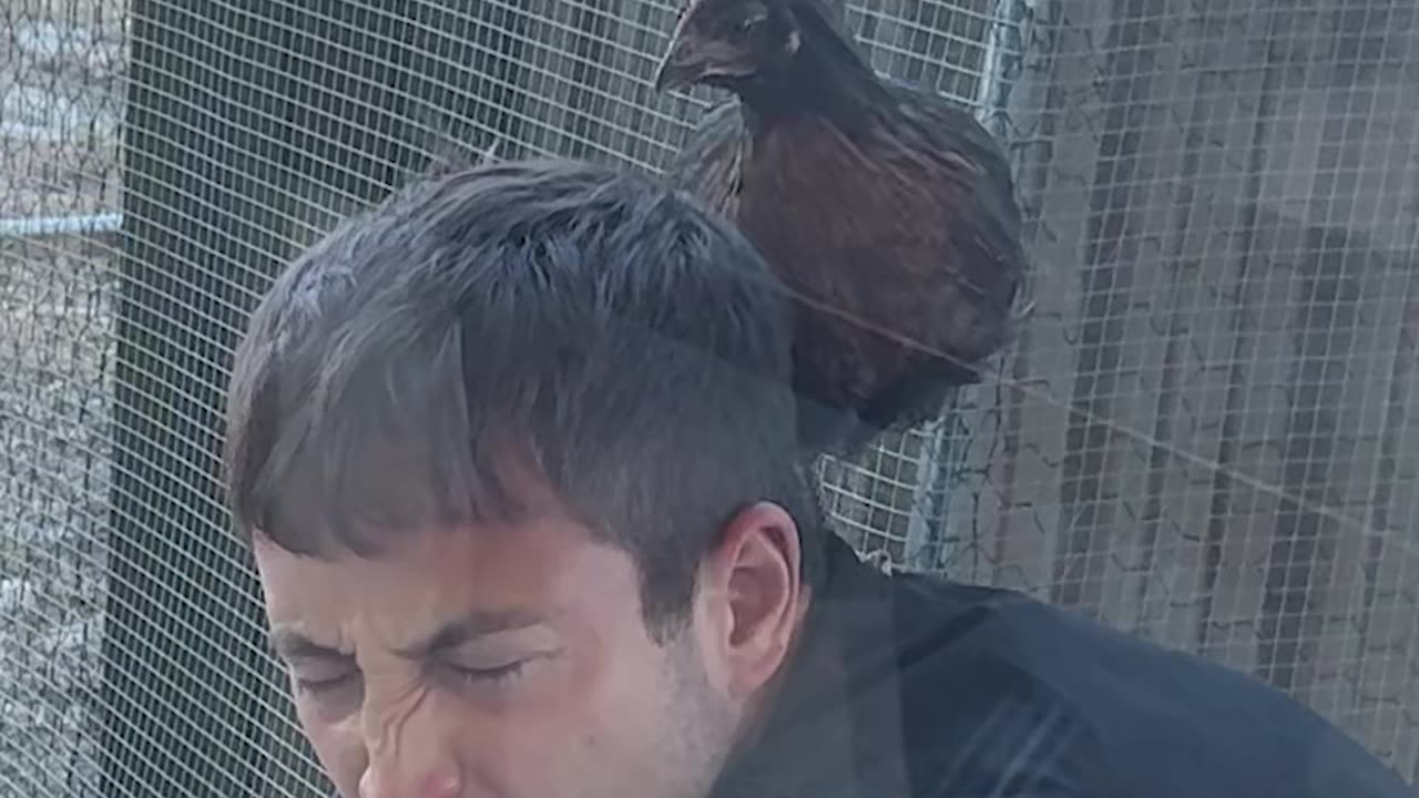 Pet Chicken became DINNER