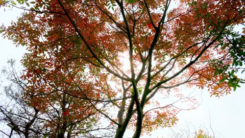 Coffee Cup Lofi – Morning Warmth Mix