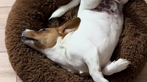 Acrobatic naptime! Found the weirdest (and probably most uncomfortable) spot to sleep.