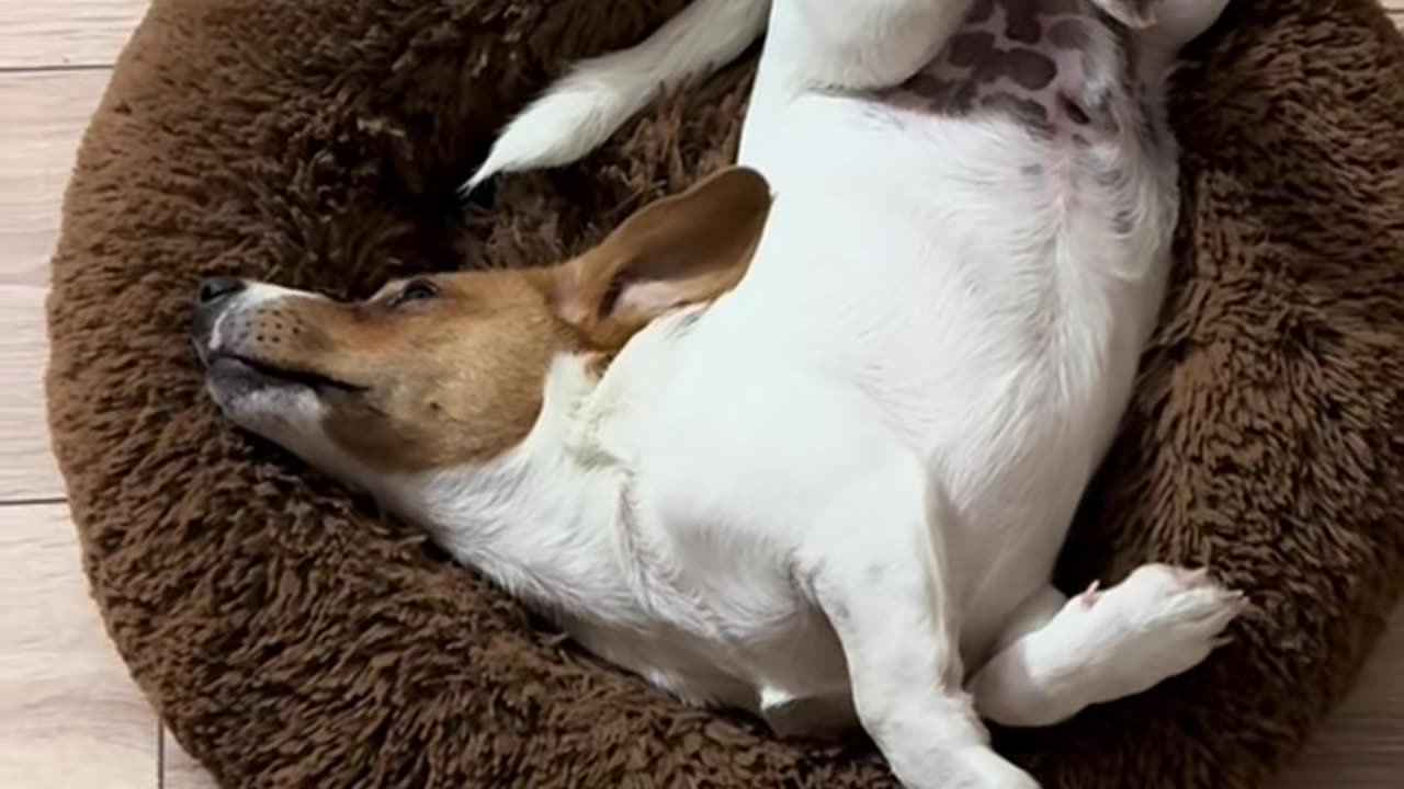 Acrobatic naptime! Found the weirdest (and probably most uncomfortable) spot to sleep.