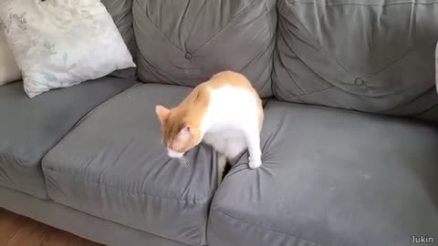 Best Cat Videos of the Decade