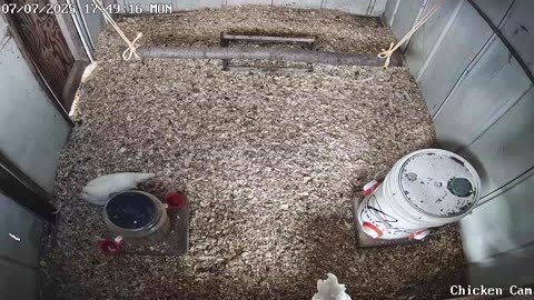 Millar Time Chicken Cam