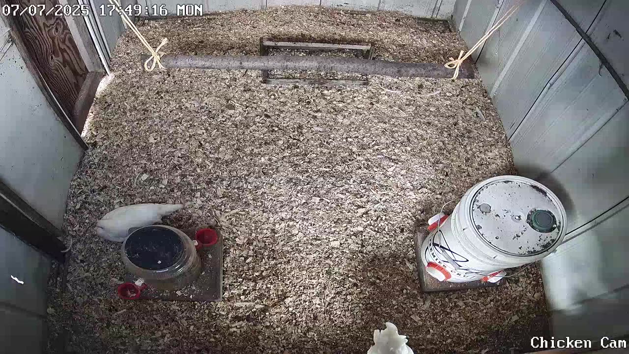 Millar Time Chicken Cam