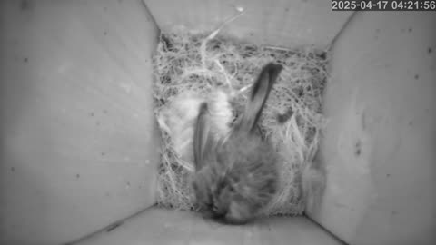 Birdwatch: Livecam from a tit nest