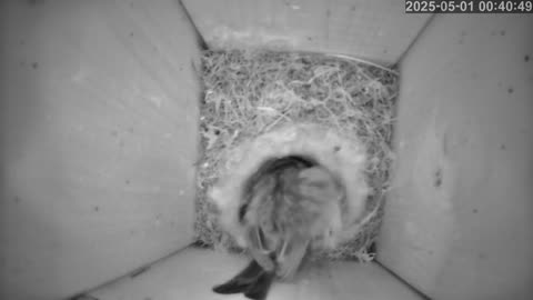 Birdwatch: Livecam from a tit nest