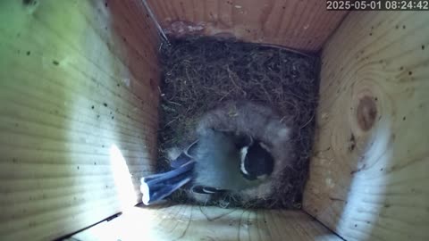Birdwatch: Livecam from a tit nest