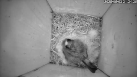 Birdwatch: Livecam from a tit nest