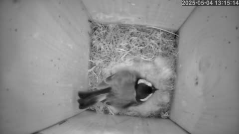 Birdwatch: Livecam from a tit nest