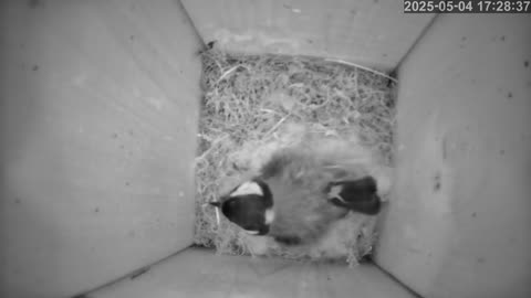 Birdwatch: Livecam from a tit nest