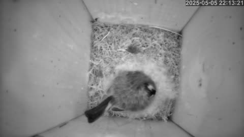 Birdwatch: Livecam from a tit nest