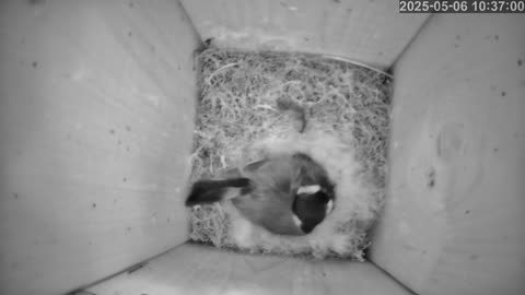 Birdwatch: Livecam from a tit nest