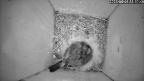 Birdwatch: Livecam from a tit nest
