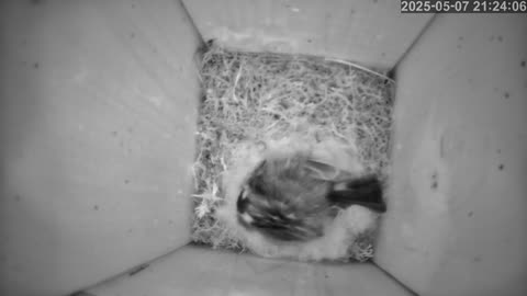 Birdwatch: Livecam from a tit nest