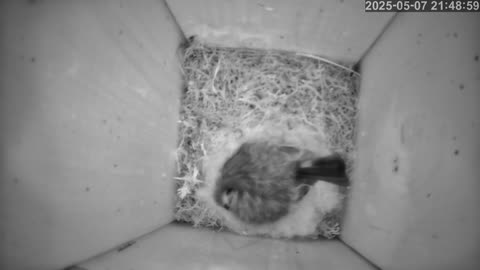 Birdwatch: Livecam from a tit nest