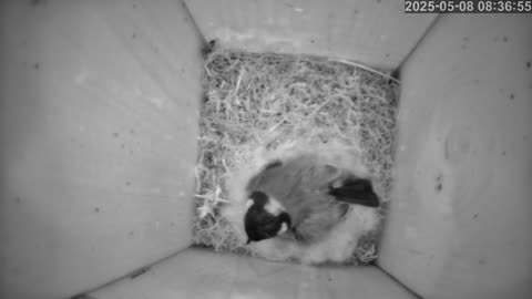 Birdwatch: Livecam from a tit nest