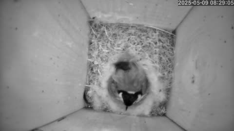 Birdwatch: Livecam from a tit nest