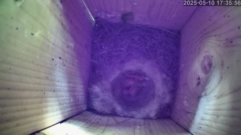 Birdwatch: Livecam from a tit nest