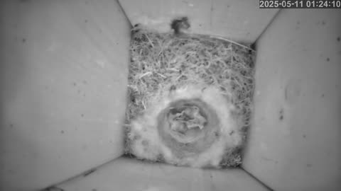 Birdwatch: Livecam from a tit nest
