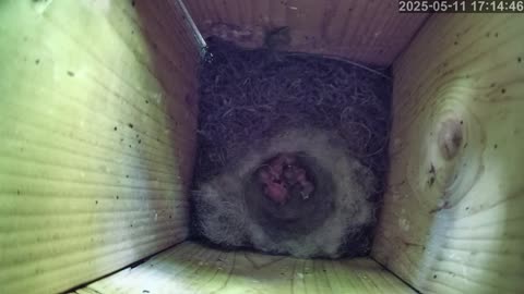 Birdwatch: Livecam from a tit nest