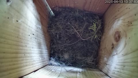 Birdwatch: Livecam from a tit nest