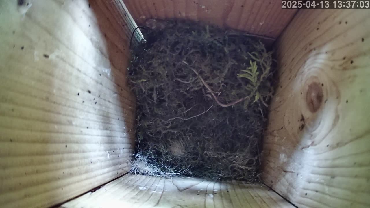 Birdwatch: Livecam from a tit nest