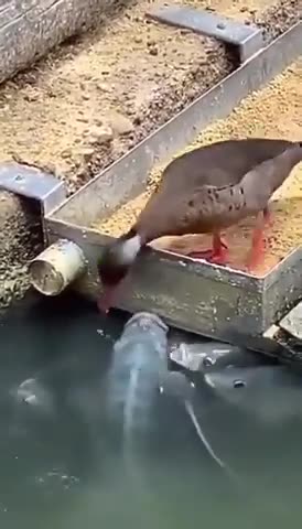 Duck Feeding Fishes "We Can Learn Something Here"