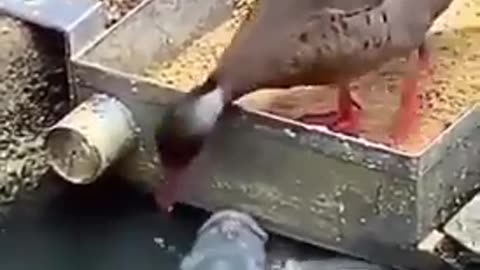 Duck Feeding Fishes "We Can Learn Something Here"