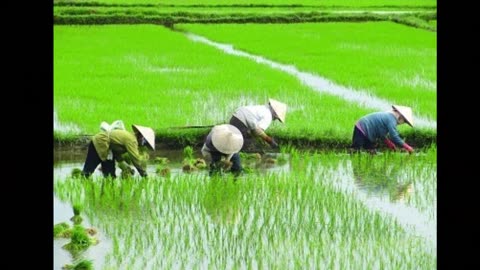 The Illusion Called South Vietnam