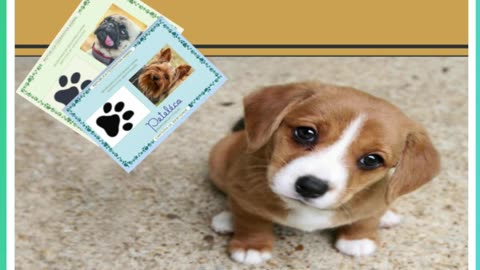 Cute and funny dogs comedy try not to laugh