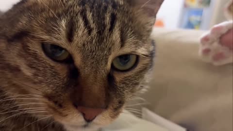 😂🐾 Caught Sniffing In The Funniest Way! | FunFM
