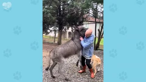 Most Heartwarming Animal Reunions with Owners That Will Melt Your Heart