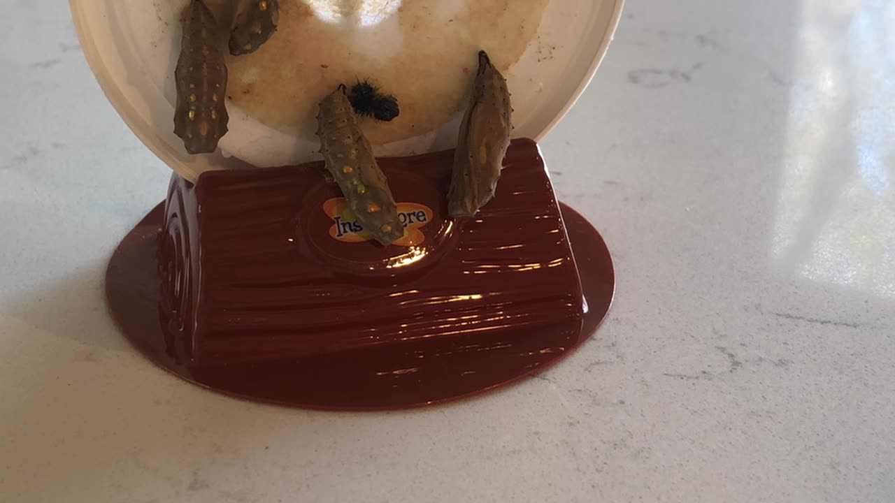 God would have his governing authorities take their places