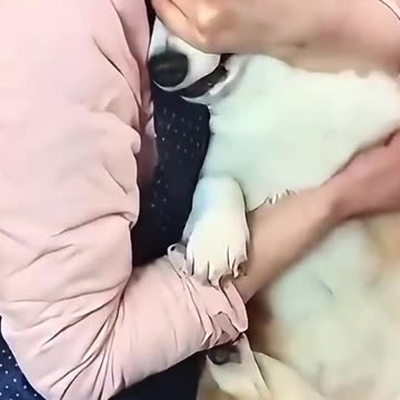 The dog's reaction to seeing the vet