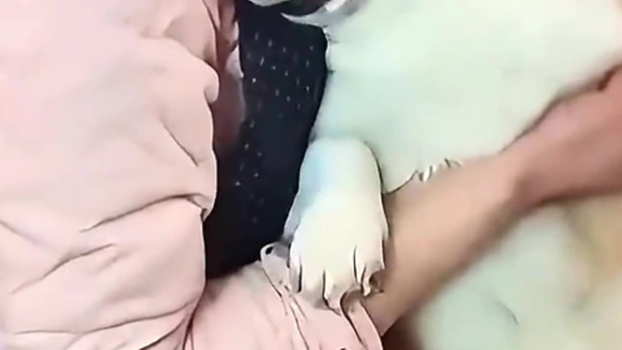 The dog's reaction to seeing the vet