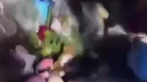 shitskin migrants steal toys from memorial of 2 dead children in Netherlands