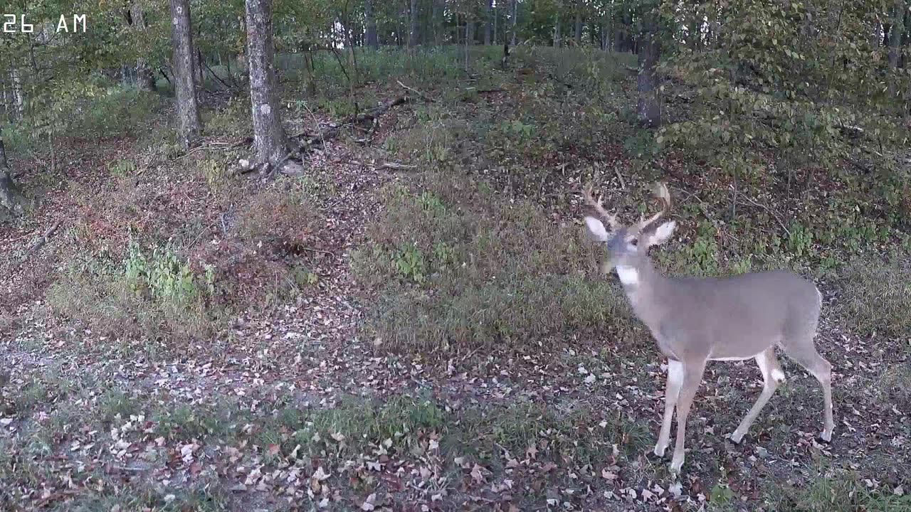 8pt Buck
