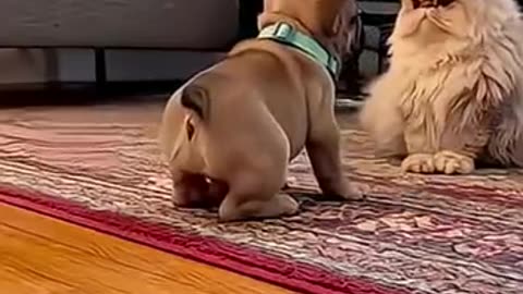 Dog Cat Chaos Fun Follow