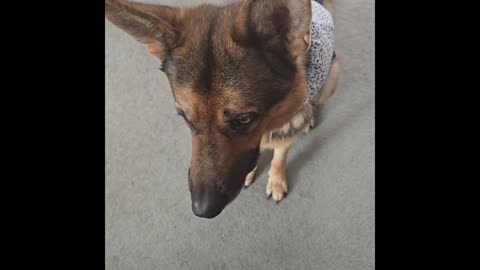 Bocce's Bakery Treats.