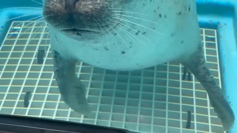 LA FOCA