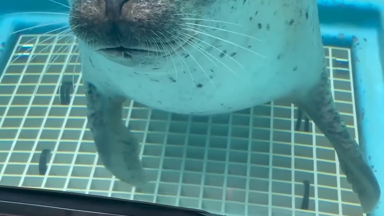 LA FOCA