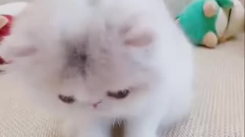Cute Kittens & Ragdoll Cats_ The Purrfect Duo!