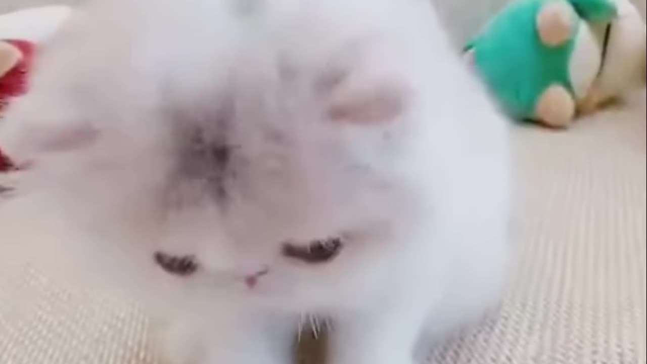 Cute Kittens & Ragdoll Cats_ The Purrfect Duo!