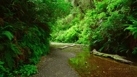 Beutifull of nature
