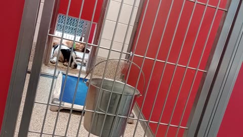 Lovey-tan 1y A855881 Carter-B&W 3y A787316 kennel 73 pod3 PACC shelter_20250528_941