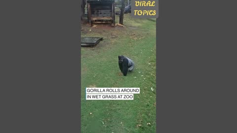 Gorilla rolls around in wet grass at zoo