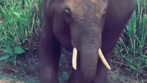 Elephant 🐘🖤