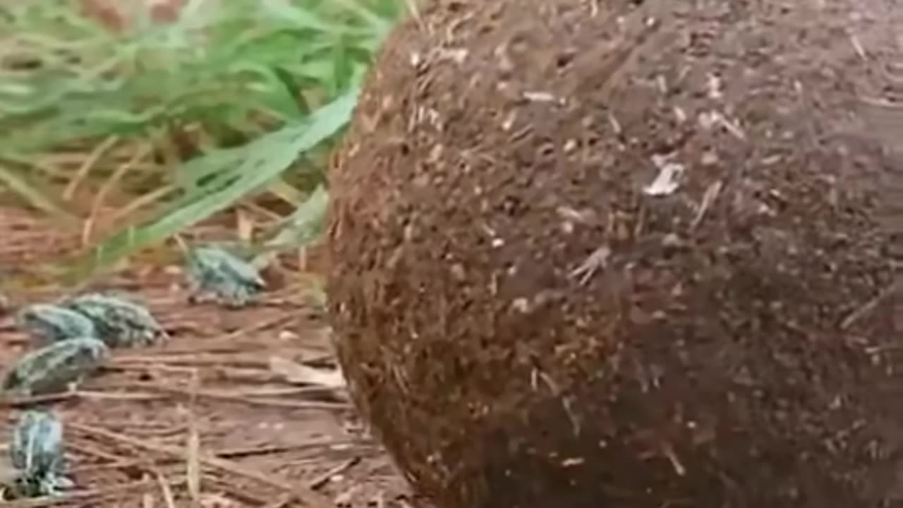 Rick Rolled By dung Beatle